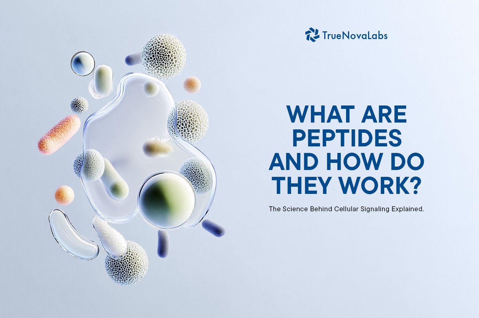 What Are Peptides and How Do They Work? The Science Behind Cellular Signaling Explained