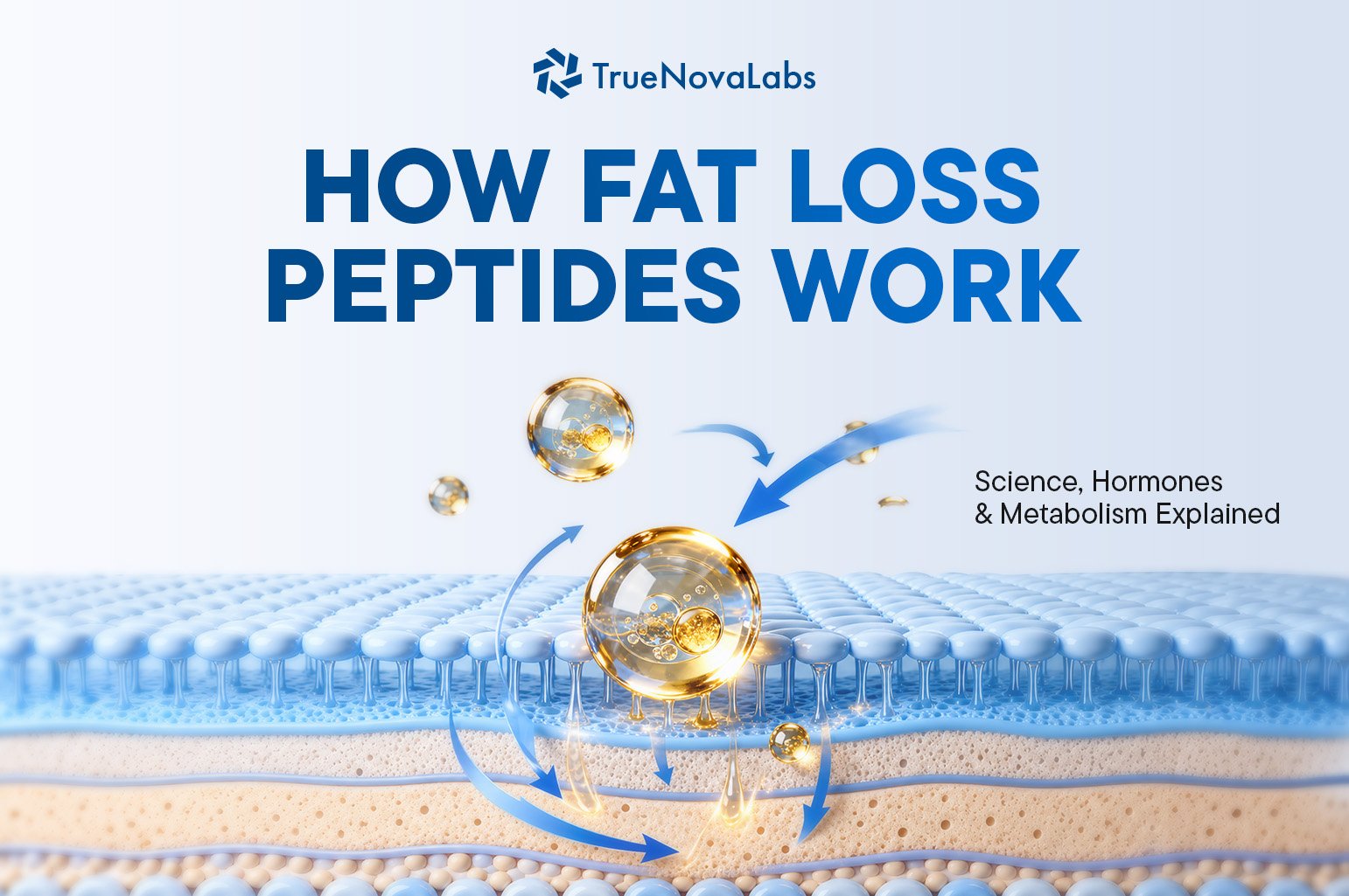 How Fat Loss Peptides Work: Appetite, Hormones & Metabolic Signaling Explained