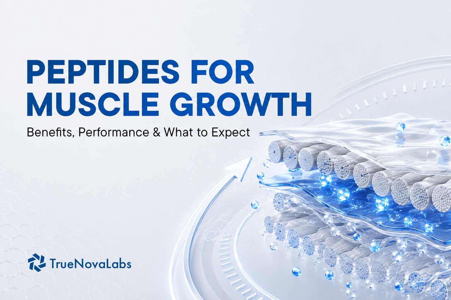 Peptides for Muscle Growth: Benefits, Performance & What to Expect